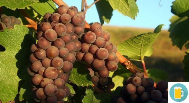 La uva Pinot Grigio
